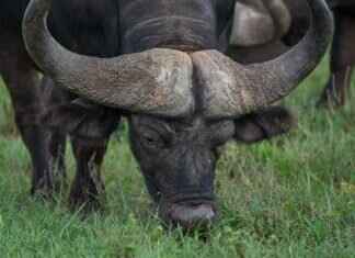 Buffalo Bills vs. Miami Dolphins: Player Stats and Game Recap Buffalo Bills vs. Miami Dolphins: Player Stats and Game Recap