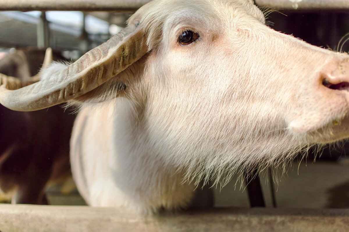 Offensive Schemes: How Each Team Approaches the Game