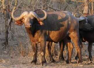 Buffalo Bills vs. New York Jets: Player Stats Breakdown Buffalo Bills vs. New York Jets: Player Stats Breakdown