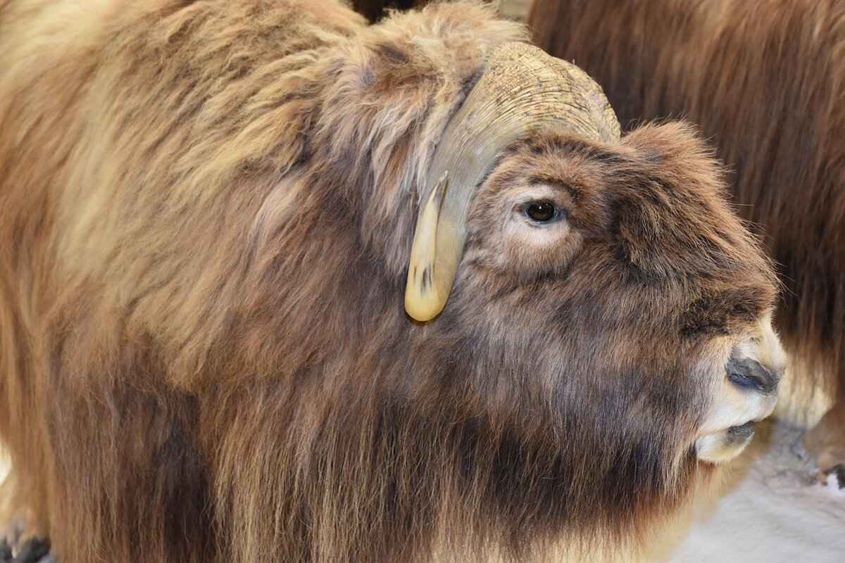 Head-to-Head History: Bills vs. Jets