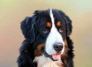 Köpeklerdeki Böcek Isırıkları – Evcil Hayvanınızı Tehdit Eden Yaygın Zararlılar Köpeklerdeki Böcek Isırıkları – Evcil Hayvanınızı Tehdit Eden Yaygın Zararlılar