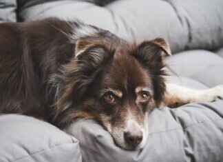 Bullseye Tick Bite on Dogs – What It Means and What to Do Bullseye Tick Bite on Dogs – What It Means and What to Do