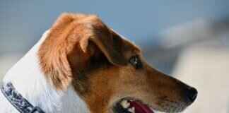 Boğa Gözlü Kene Isırığı Köpeklerde – Ne Anlama Gelir ve Ne Yapmalısınız Boğa Gözlü Kene Isırığı Köpeklerde – Ne Anlama Gelir ve Ne Yapmalısınız