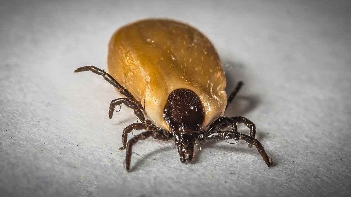 Identifying Tick Species