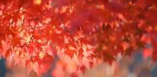 Burdwan West Bengal: Exploring the Heart of Rural Bengal Burdwan West Bengal: Exploring the Heart of Rural Bengal