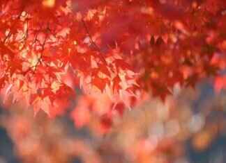 Burdwan West Bengal: Exploring the Heart of Rural Bengal Burdwan West Bengal: Exploring the Heart of Rural Bengal