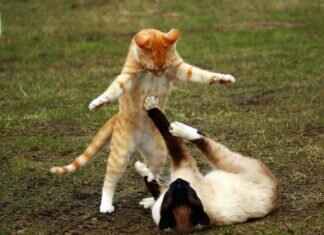 Cacnea Pokémon Features, Abilities, Strengths, Weaknesses, and Best Battle Strategies Cacnea Pokémon Features, Abilities, Strengths, Weaknesses, and Best Battle Strategies