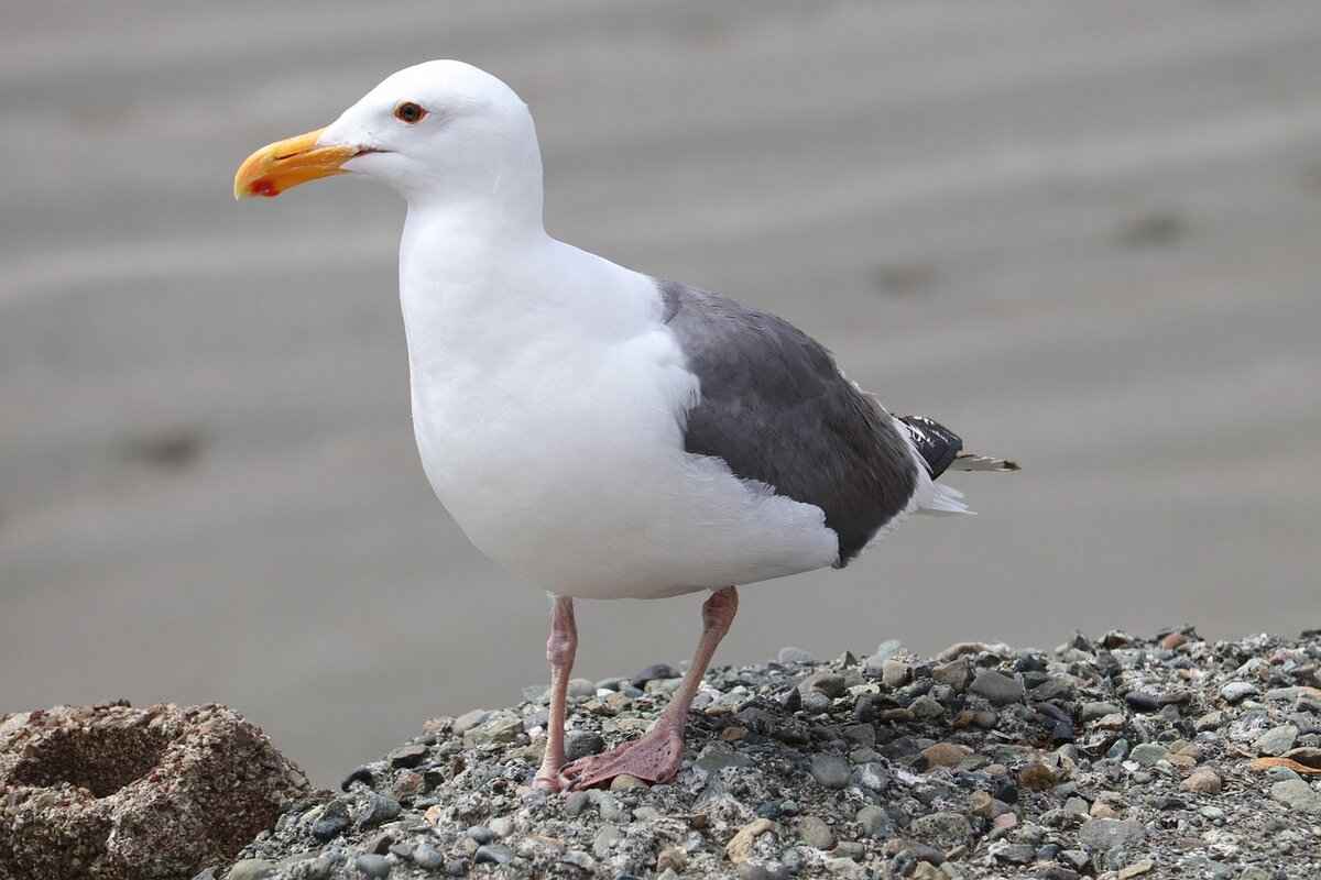 Why Are California Rolls So Popular?