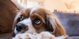 Calming Bites for Dogs – Do They Really Work? Calming Bites for Dogs – Do They Really Work?