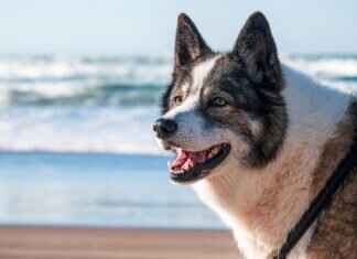 Köpekler için Sakinleştirici Atıştırmalıklar – Gerçekten Etkili mi? Köpekler için Sakinleştirici Atıştırmalıklar – Gerçekten Etkili mi?