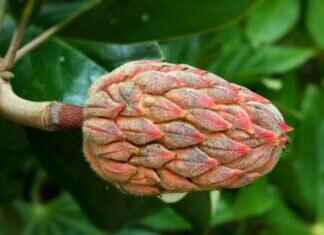 Calories in 1 Tbsp Chia Seeds: How It Fits into Your Diet Calories in 1 Tbsp Chia Seeds: How It Fits into Your Diet