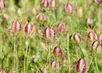 Calories in Chia Seeds: Are They Good for Weight Management? Calories in Chia Seeds: Are They Good for Weight Management?