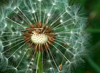 Calories in Chia Seeds: How They Fit into Your Diet Plan Calories in Chia Seeds: How They Fit into Your Diet Plan