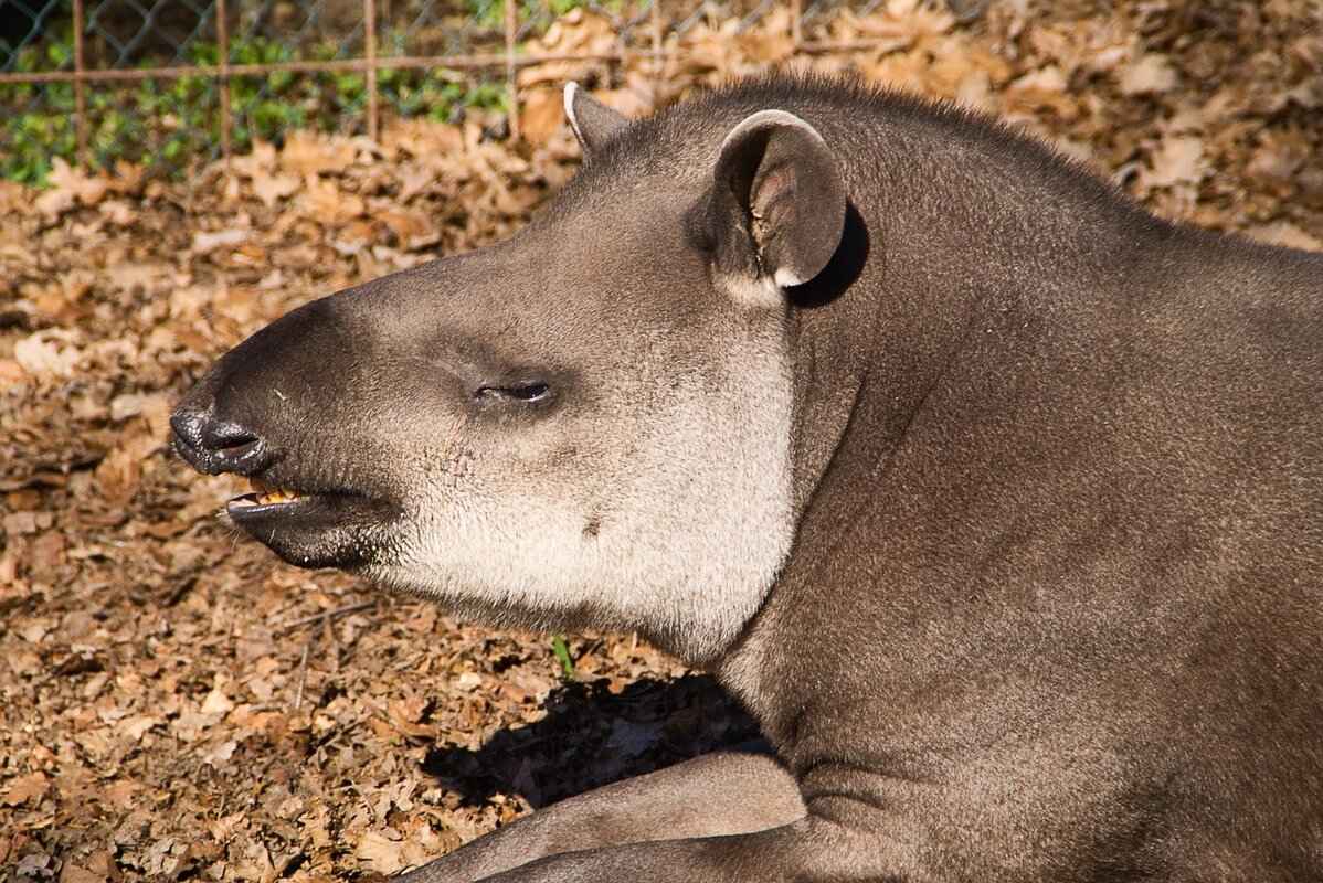 Social Media Presence & Influence