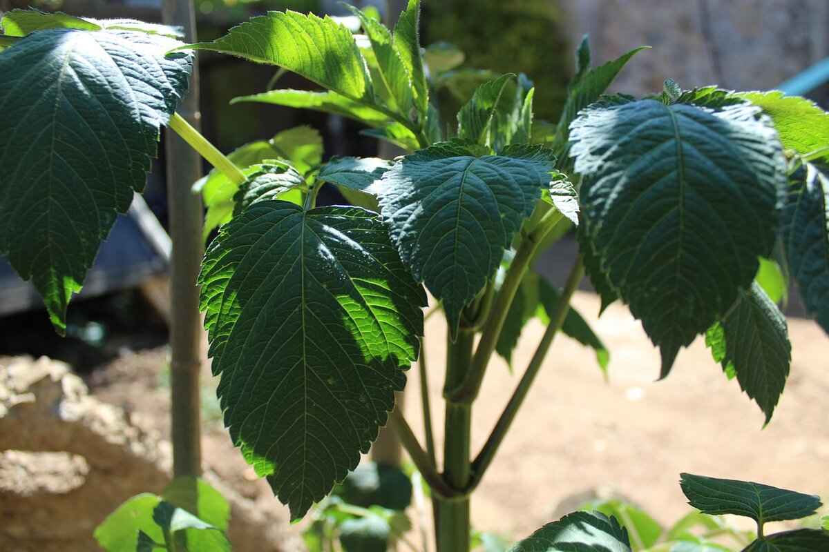 Earnings & Financial Success