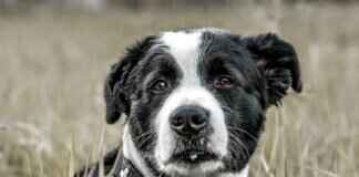 Köpek Isırığı Kemik Kırar mı? Riskleri Anlamak Köpek Isırığı Kemik Kırar mı? Riskleri Anlamak