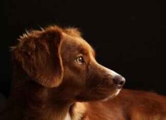 Can a Dog Bite Cause Nerve Damage? Medical Insights Can a Dog Bite Cause Nerve Damage? Medical Insights