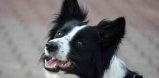 Köpek Isırığı Sinir Hasarına Neden Olur mu? Tıbbi İçgörüler Köpek Isırığı Sinir Hasarına Neden Olur mu? Tıbbi İçgörüler