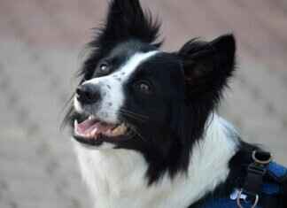 Köpek Isırığı Sinir Hasarına Neden Olur mu? Tıbbi İçgörüler Köpek Isırığı Sinir Hasarına Neden Olur mu? Tıbbi İçgörüler