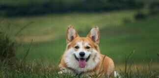 Köpek Isırığı Rabies Yapar mı? Bilmeniz Gerekenler Köpek Isırığı Rabies Yapar mı? Bilmeniz Gerekenler