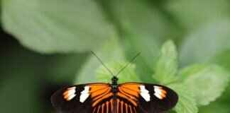 Can Bed Bugs Bite Dogs? Identifying and Treating the Signs Can Bed Bugs Bite Dogs? Identifying and Treating the Signs