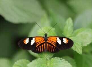 Can Bed Bugs Bite Dogs? Identifying and Treating the Signs Can Bed Bugs Bite Dogs? Identifying and Treating the Signs