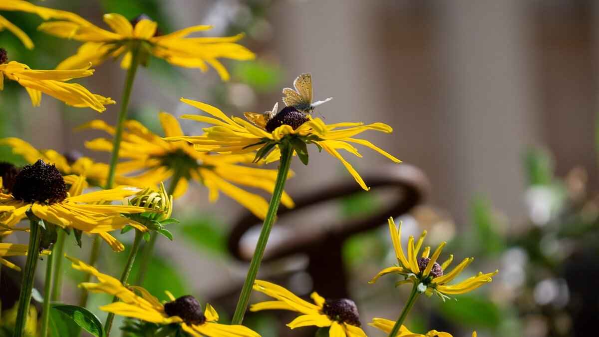 Can Bed Bugs Bite Dogs? Identifying and Treating the Signs 3 Identifying Bed Bug Infestations