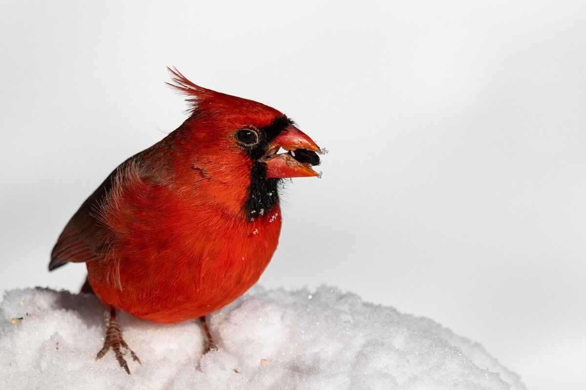 Are Chia Seeds Safe for Birds?