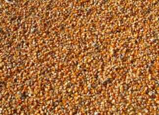 Can Chia Seeds Cause Constipation? What You Need to Know Can Chia Seeds Cause Constipation? What You Need to Know