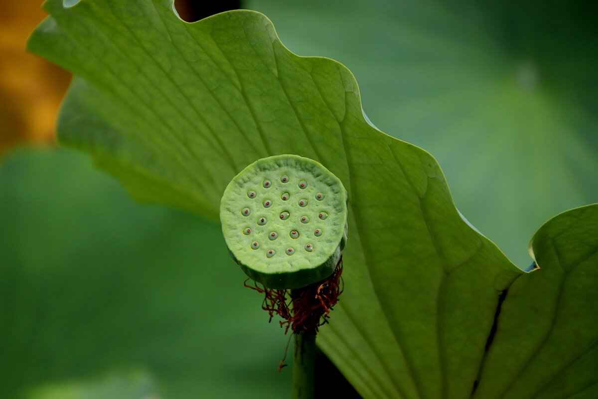 What Are Chia Seeds?
