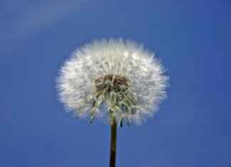 Can Chia Seeds Make You Constipated? What You Need to Know Can Chia Seeds Make You Constipated? What You Need to Know