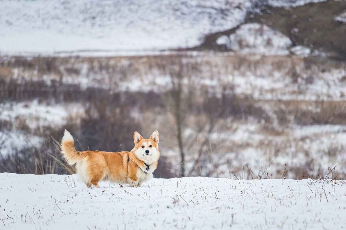 Can Dogs Have Chia Seeds? Vet-Approved Facts You Should Know 2 Can Dogs Safely Consume Chia Seeds?