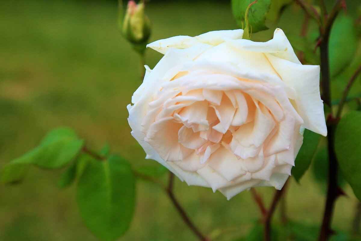 How to Legally Reject an Inheritance