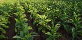 Can Nicotine in Vapes Improve Memory & Cognitive Function? Can Nicotine in Vapes Improve Memory & Cognitive Function?