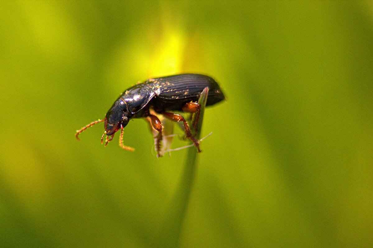 Can Nicotine in Vapes Improve Memory & Cognitive Function? 5 How Does Nicotine Compare to Other Cognitive Enhancers?