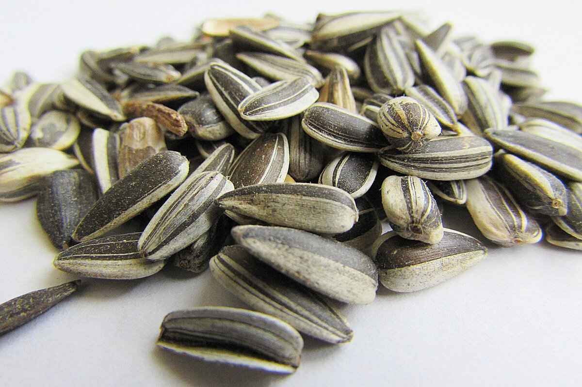 Can You Eat Chia Seeds Raw? The Pros & Cons of Eating Them Unsoaked 2 Are Raw Chia Seeds Safe to Eat?