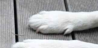 Cap’n Turbot’s Funniest Moments in Paw Patrol Episodes Cap’n Turbot’s Funniest Moments in Paw Patrol Episodes