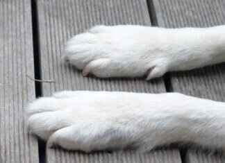 Cap’n Turbot’s Funniest Moments in Paw Patrol Episodes Cap’n Turbot’s Funniest Moments in Paw Patrol Episodes