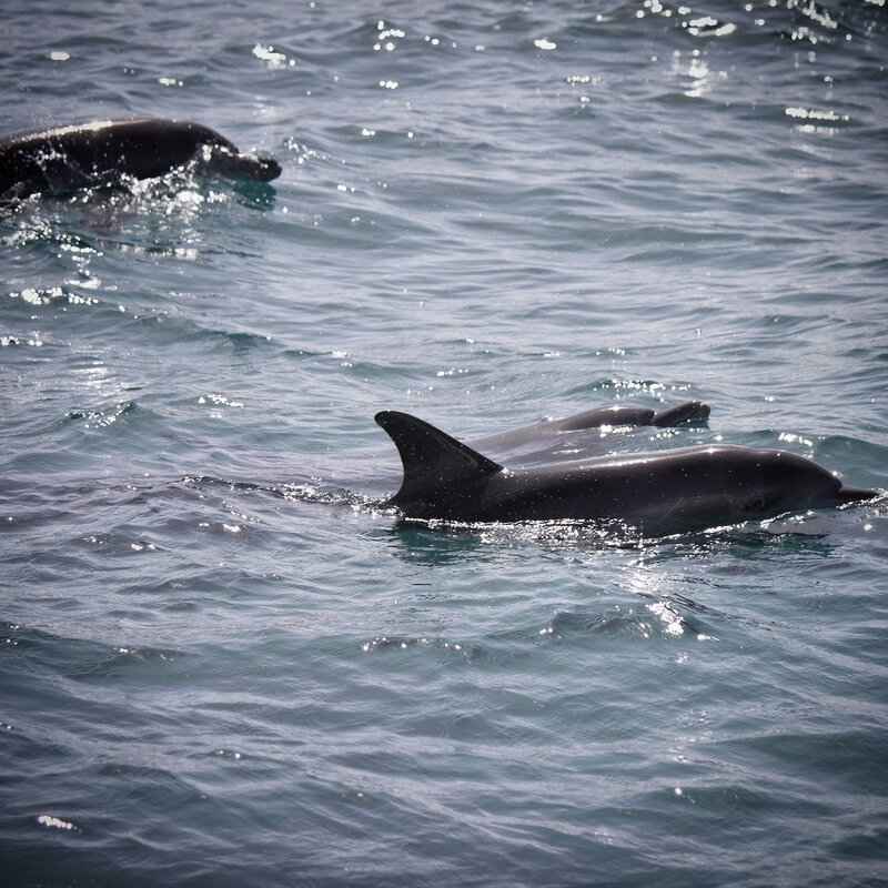 Lessons Learned from Cap’n Turbot’s Humor