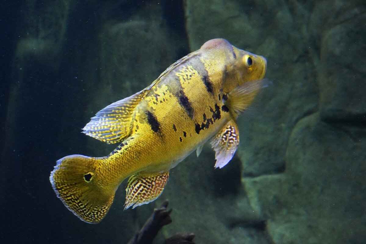 Why Kids Love Cap’n Turbot