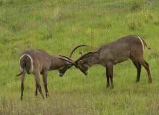 Carbink Pokémon: Best Moveset, Strengths, and Competitive Strategy Carbink Pokémon: Best Moveset, Strengths, and Competitive Strategy