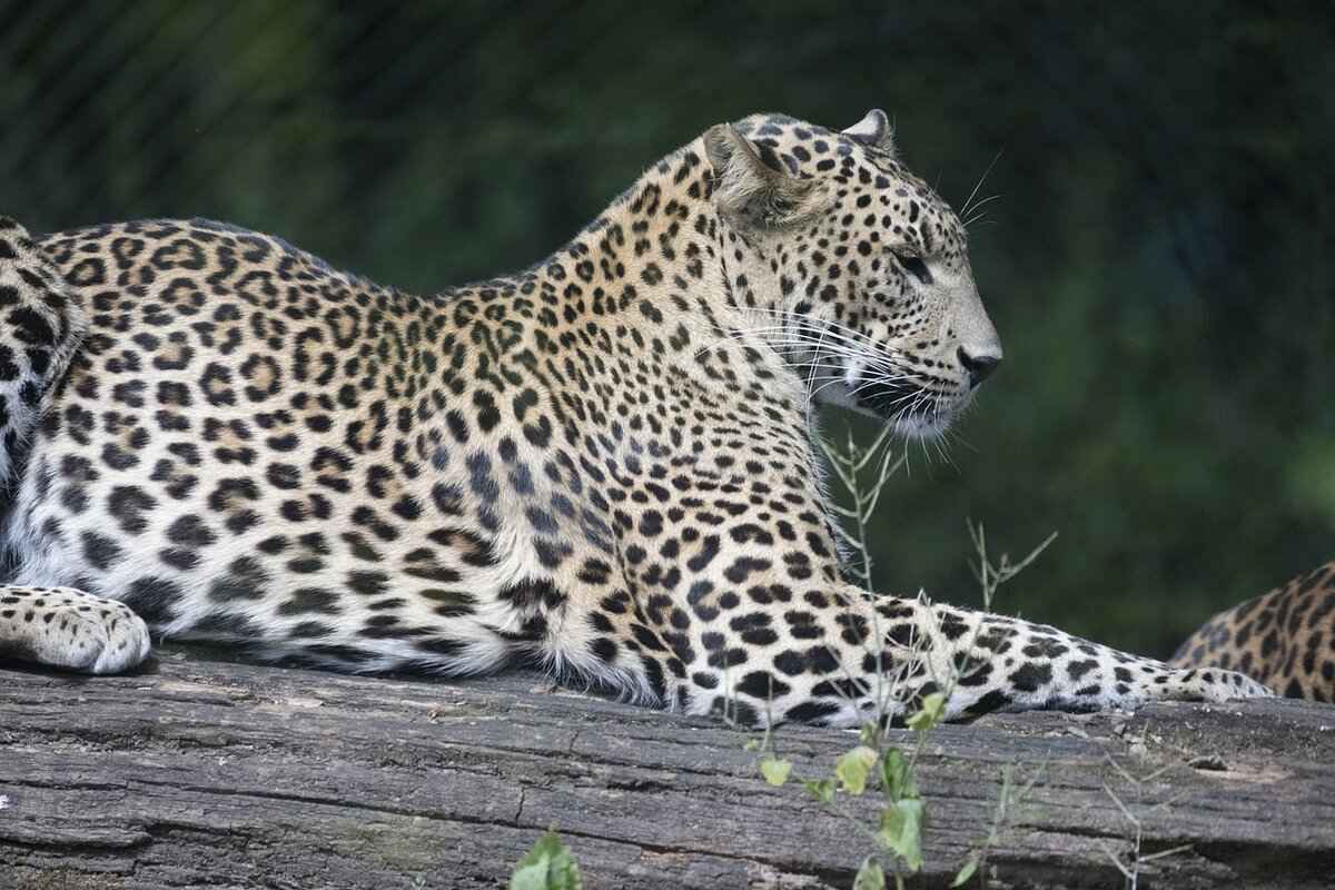 Overview of the Carolina Panthers