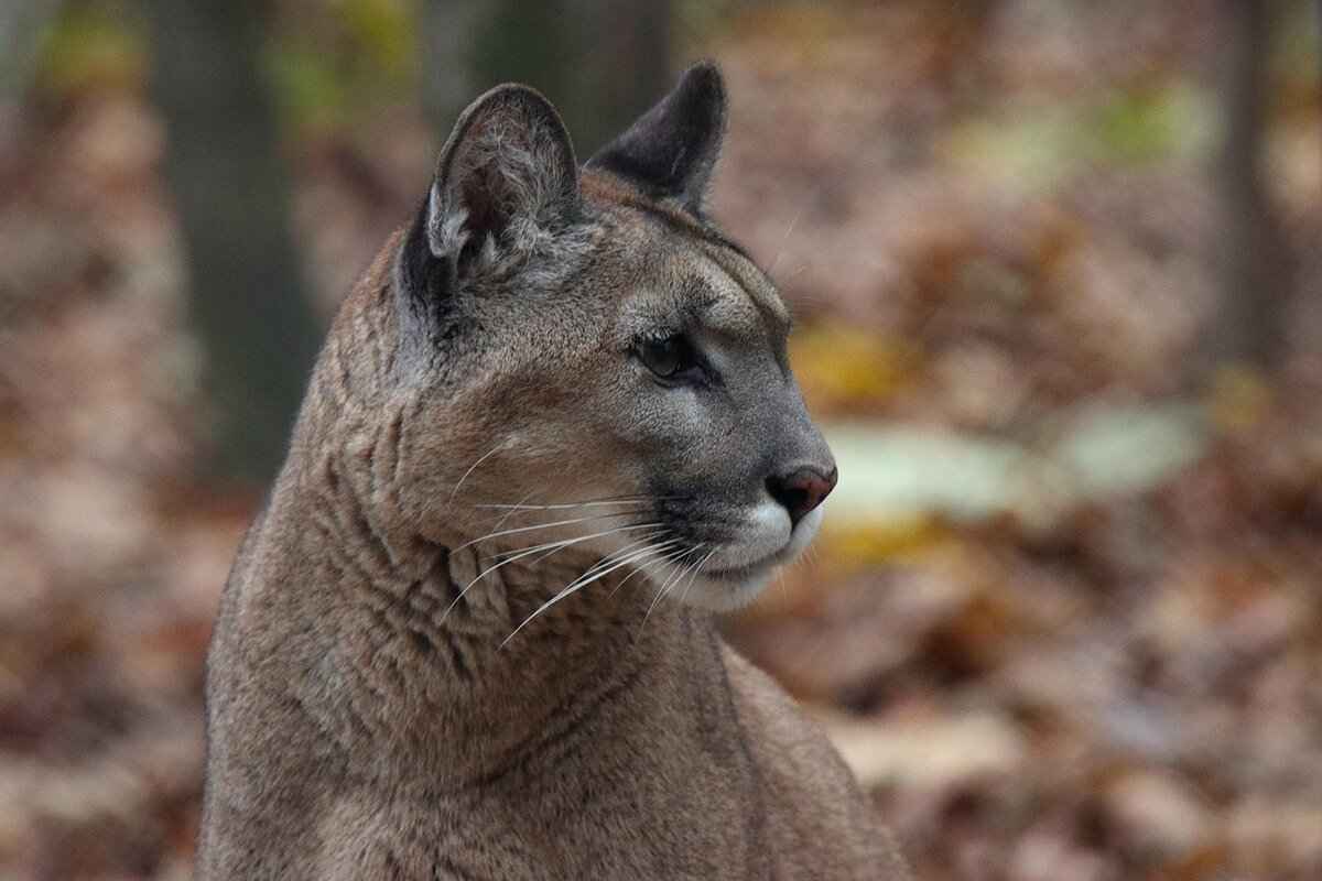 Key Players of the Carolina Panthers