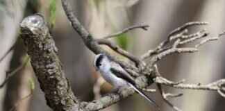 Charalabush How to Buy: Step-by-Step Guide for Beginners Charalabush How to Buy: Step-by-Step Guide for Beginners