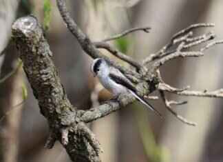 Charalabush How to Buy: Step-by-Step Guide for Beginners Charalabush How to Buy: Step-by-Step Guide for Beginners