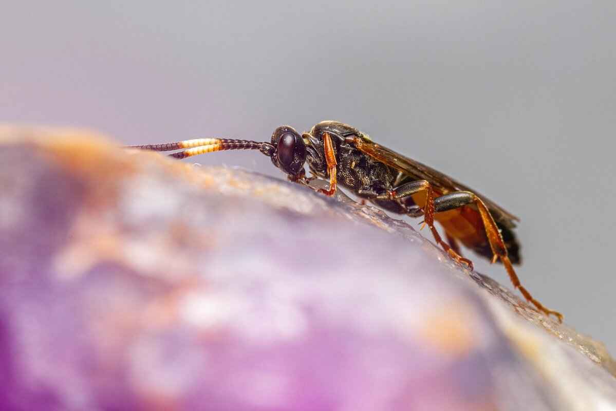 Charlotte Hornets vs. Washington Wizards: Key Performers and Stats 7 Injury Reports and Impact