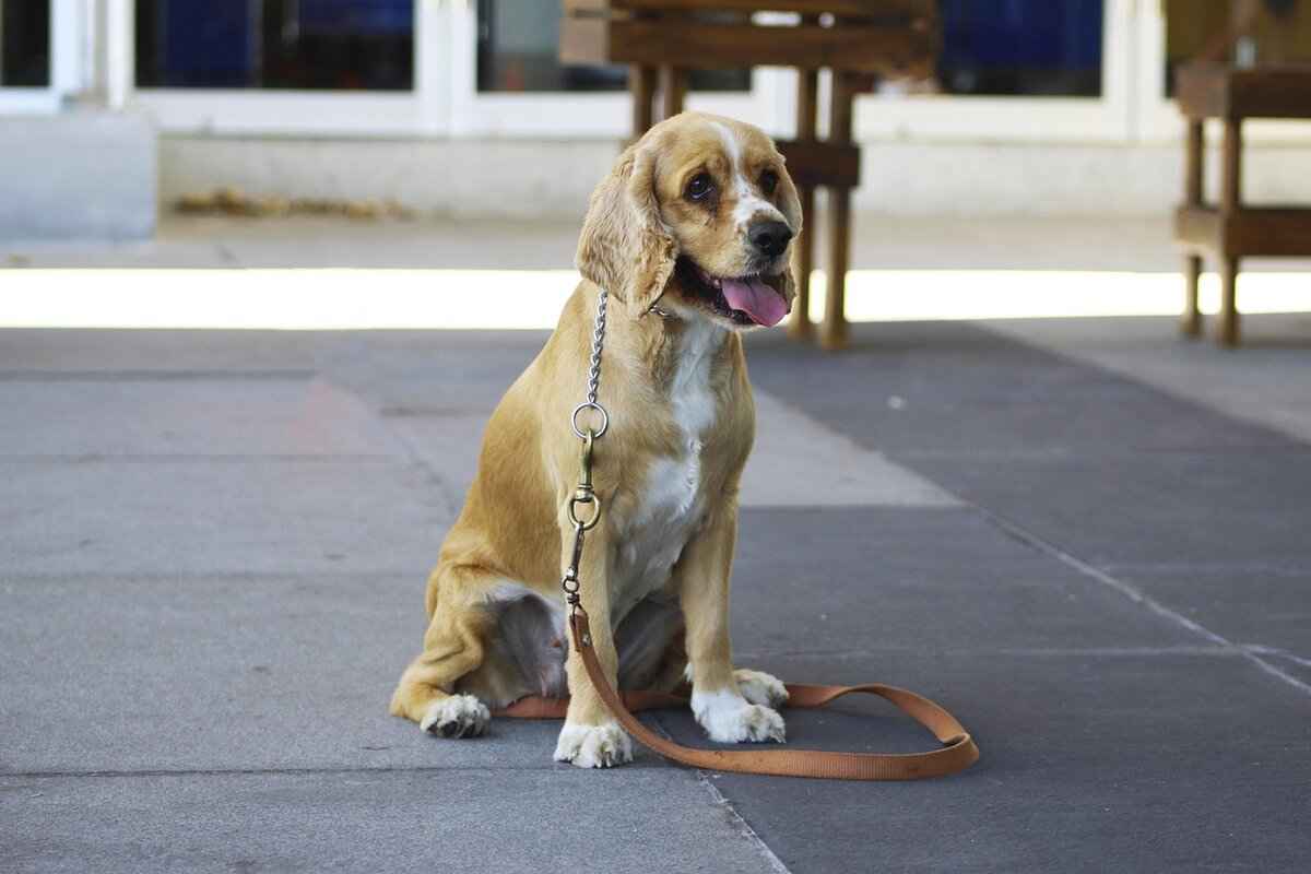 Effective Training Strategies for Charmander