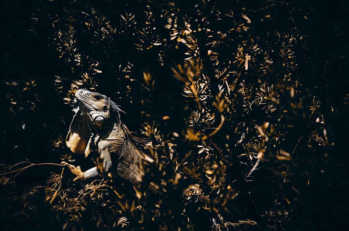 Top Counters to Charmeleon in Competitive Play