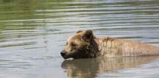 Chase is on the Case! – The Best Chase Missions from Paw Patrol Chase is on the Case! – The Best Chase Missions from Paw Patrol