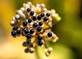 Chia Pet Seeds vs Edible Chia Seeds: What’s the Difference? Chia Pet Seeds vs Edible Chia Seeds: What’s the Difference?